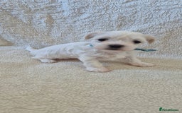 Maltese dogs for sale: Mr, mrs - Image 2