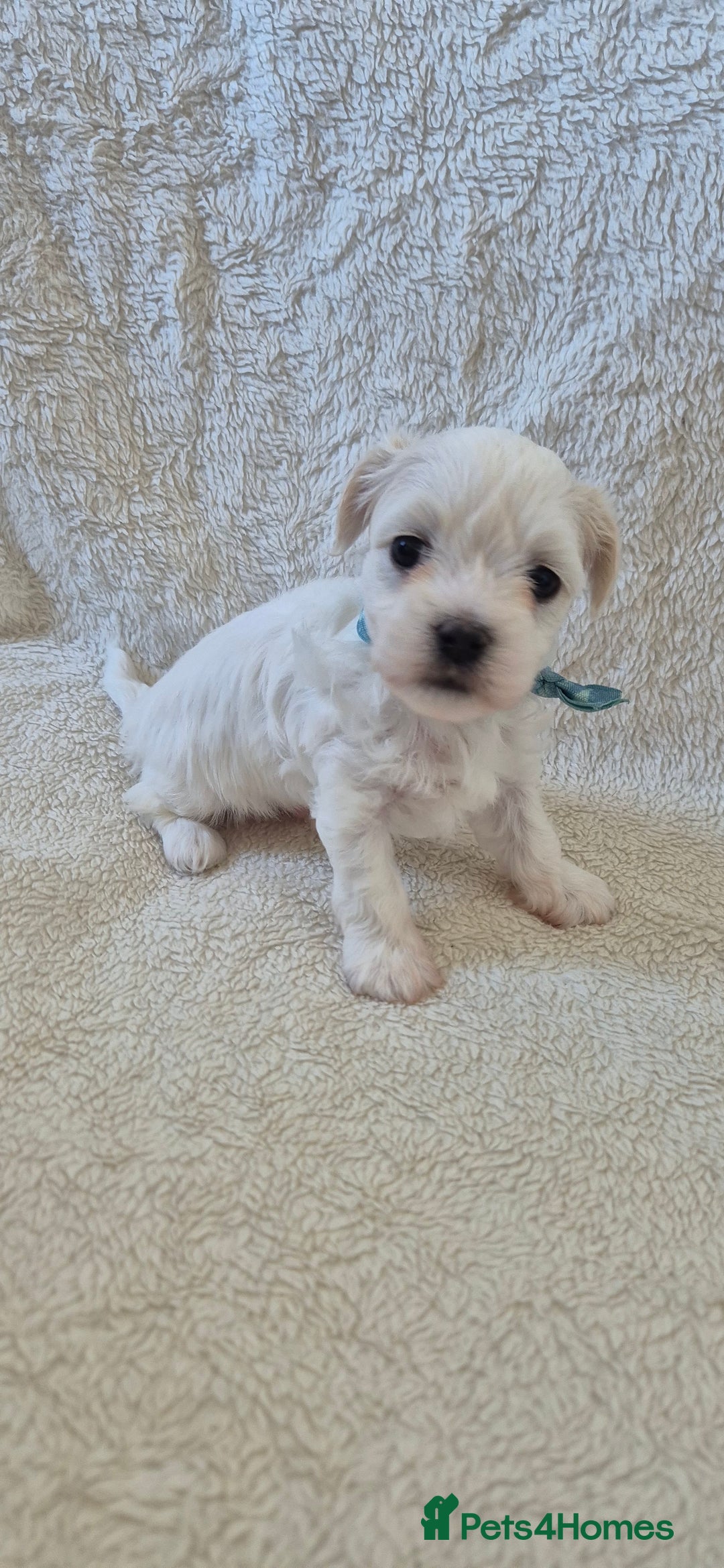 Maltese dogs for sale: Mr, mrs - Image 2