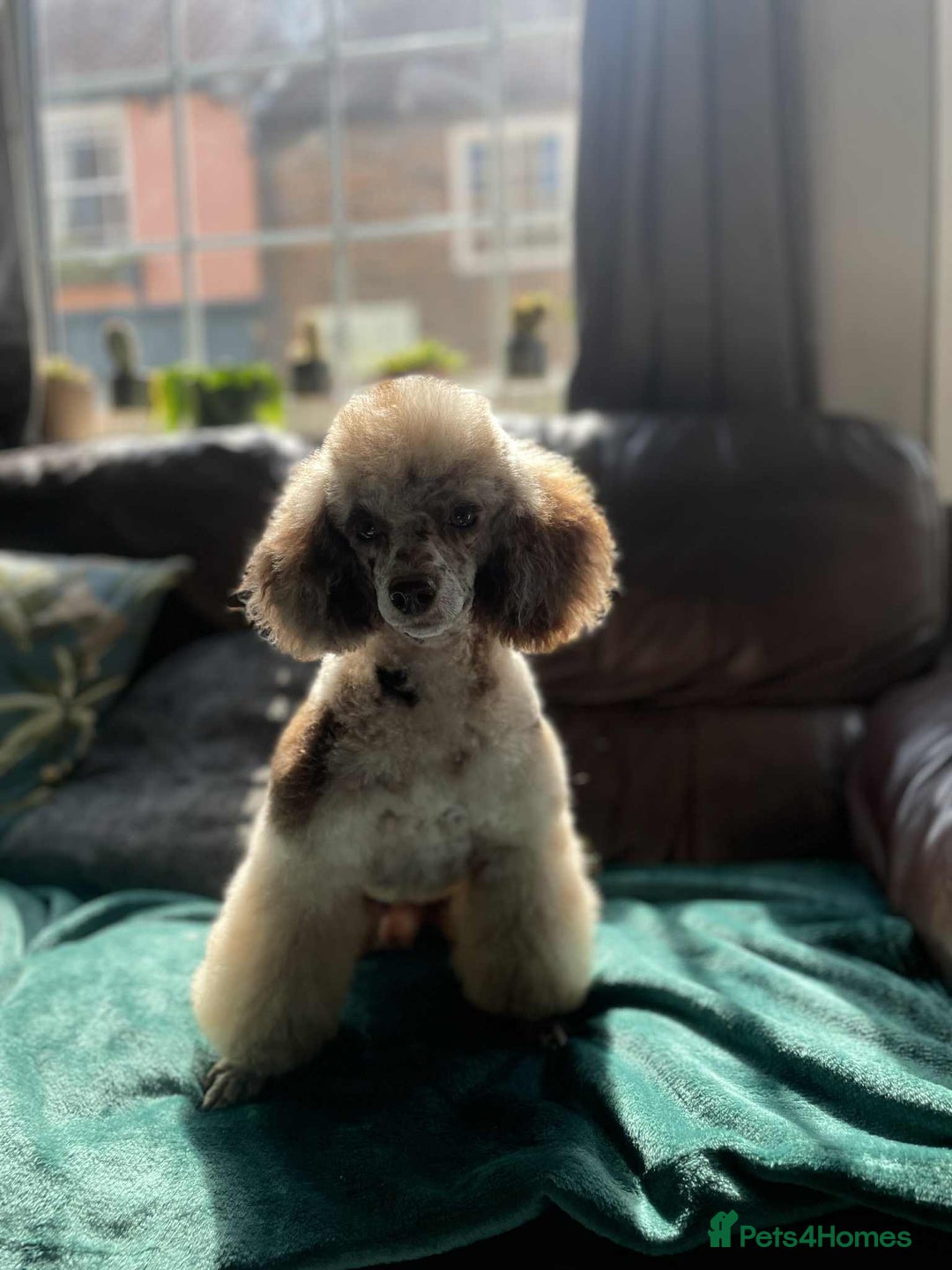 Miniature Poodle dogs for sale: Beautiful miniature poodles  - Advert 23