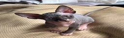 Sphynx cats for sale: One Sphynx kitten TICA registered  - Advert 3