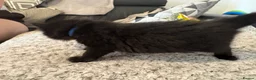 Mixed Breed cats for sale: Balinese X British short hair Black fluffy kittens - Advert 30