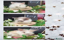 Mini Lion Lop rabbits for sale: Baby mini lion lops AVAILABLE - Image 1