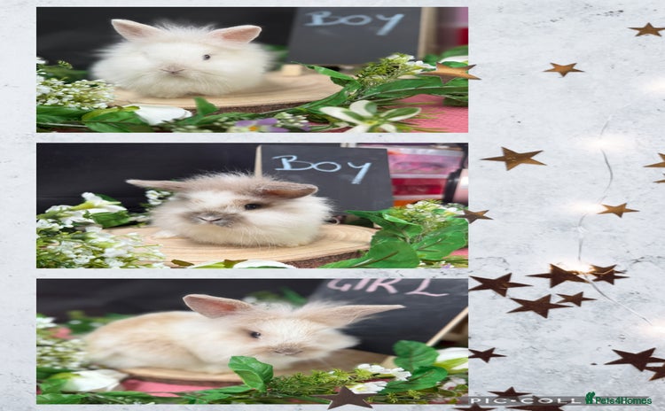 Mini Lion Lop rabbits - Advert 2