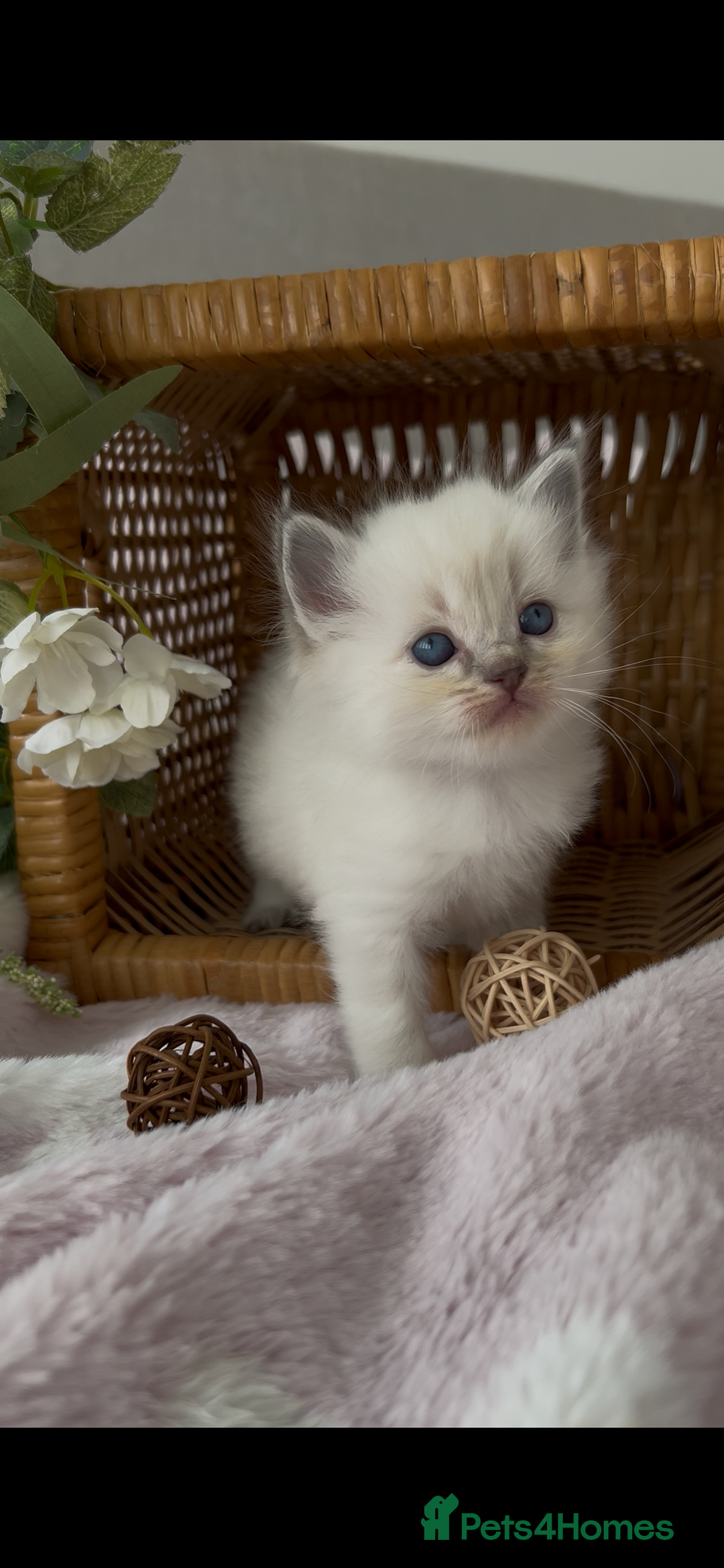 Ragdoll cats for sale: Cherubim Ragdoll Kittens TICA Mink Lynx - Image 19