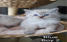 Ragdoll cats for sale: VERY BEAUTIFUL RAGDOLL KITTENS  - Image 12