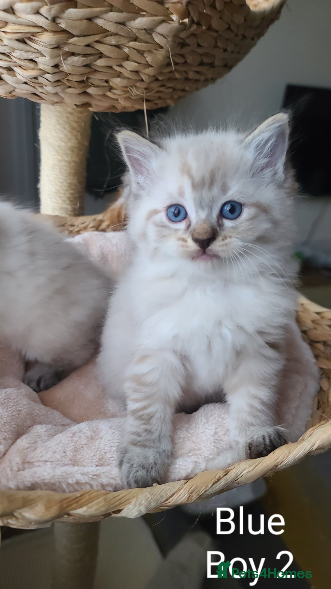 Ragdoll cats for sale: VERY BEAUTIFUL RAGDOLL KITTENS  - Image 12