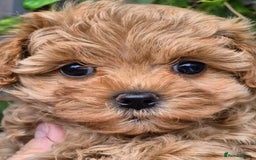 Maltipoo dogs for sale: 🐶Rare Asian/Korean Tiny Maltipoo Puppies🐶 - Image 3