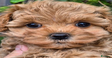 Maltipoo dogs - Advert 2