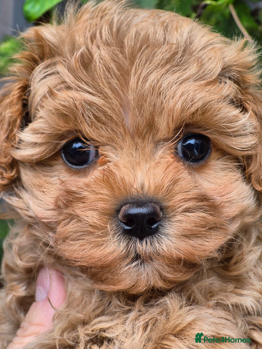 Maltipoo dogs for sale: 🐶Rare Asian/Korean Tiny Maltipoo Puppies🐶 - Image 3