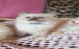 Ragdoll cats for sale: 💖Beautiful GCCF Registered Ragdoll Kittens. - Image 8
