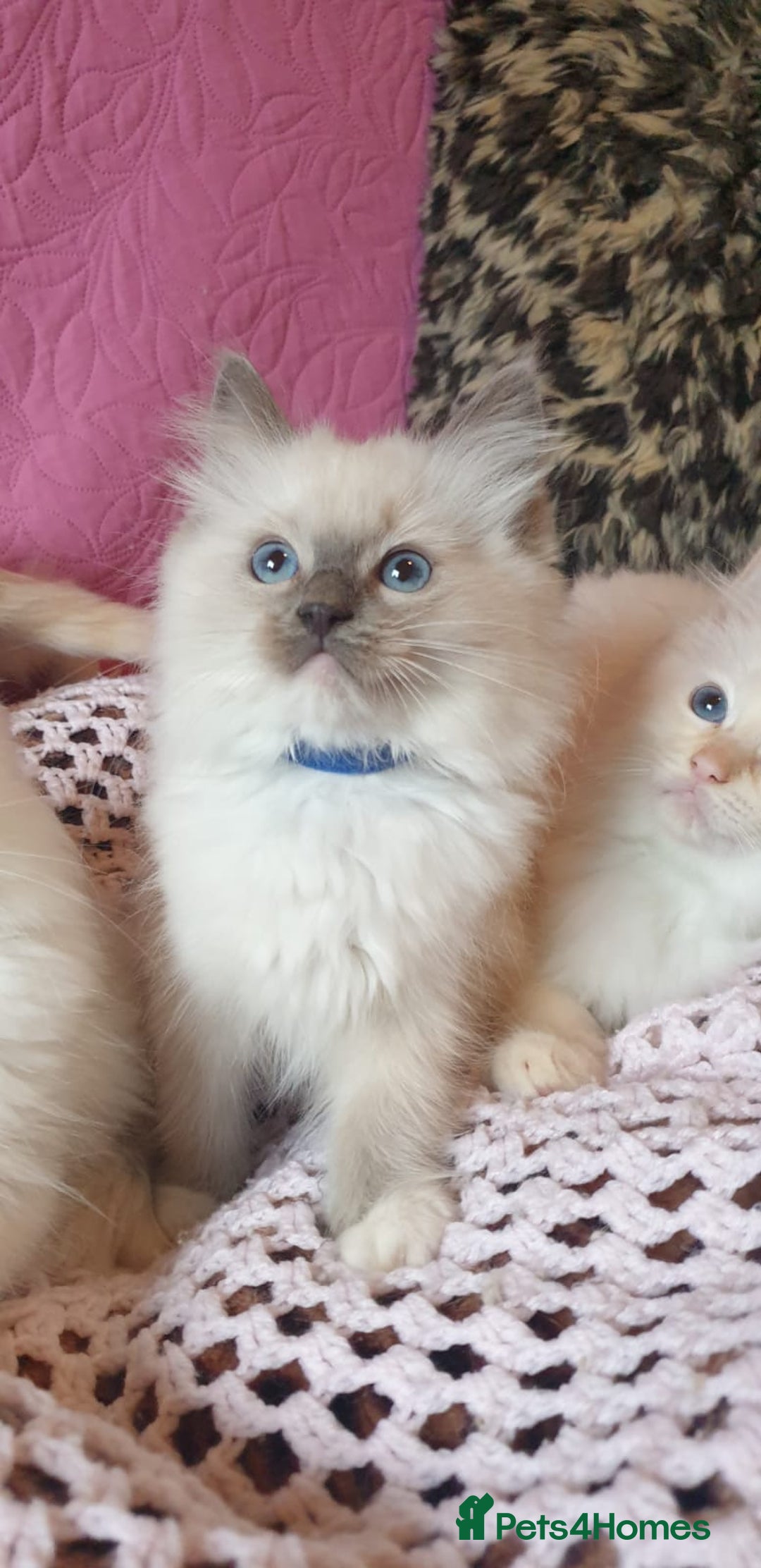 Ragdoll cats for sale: 💖Beautiful GCCF Registered Ragdoll Kittens. - Image 8