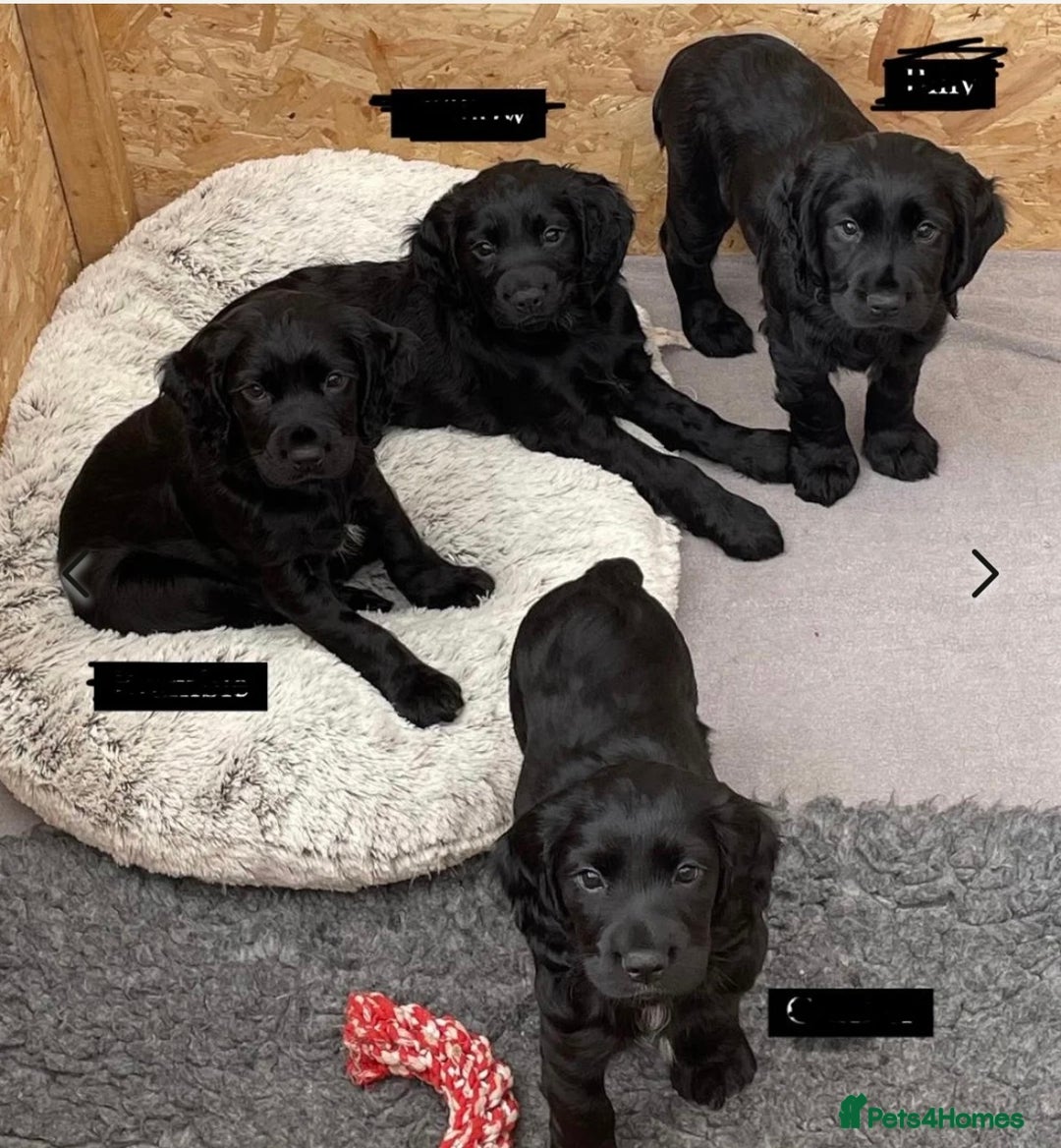 Cocker Spaniel dogs for stud: Proven KC Working cocker spaniel standing at stud in Wigan - Advert 6