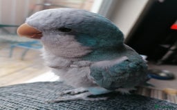 Parrots birds for sale: Quaker parrot  - Image 2