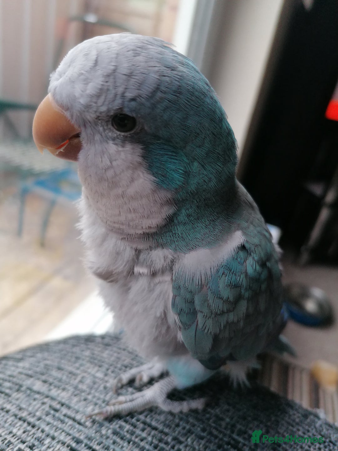 Parrots birds for sale: Quaker parrot  - Image 2
