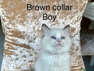 Ragdoll cats Beautiful ragdoll kittens - Advert 16