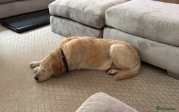 Mixed Breed dogs for sale: Harry - available for adoption  - Image 5