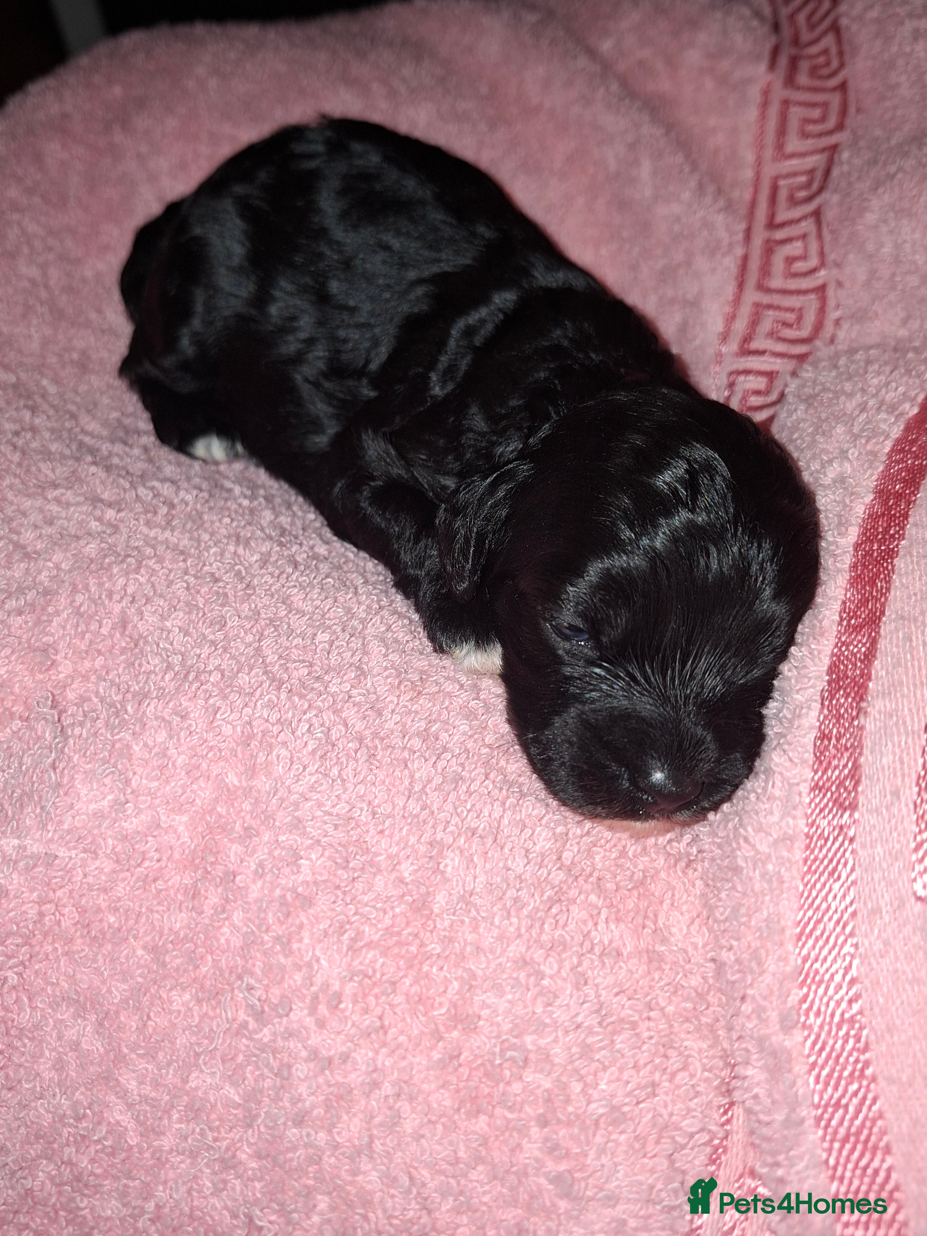 Cockapoo dogs Beautiful cockapoo puppies  - Advert 1