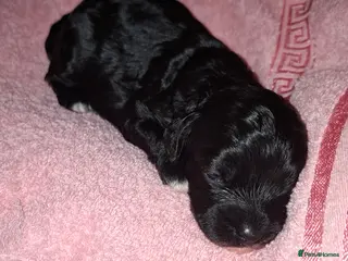 Cockapoo dogs Beautiful cockapoo puppies - Advert 1