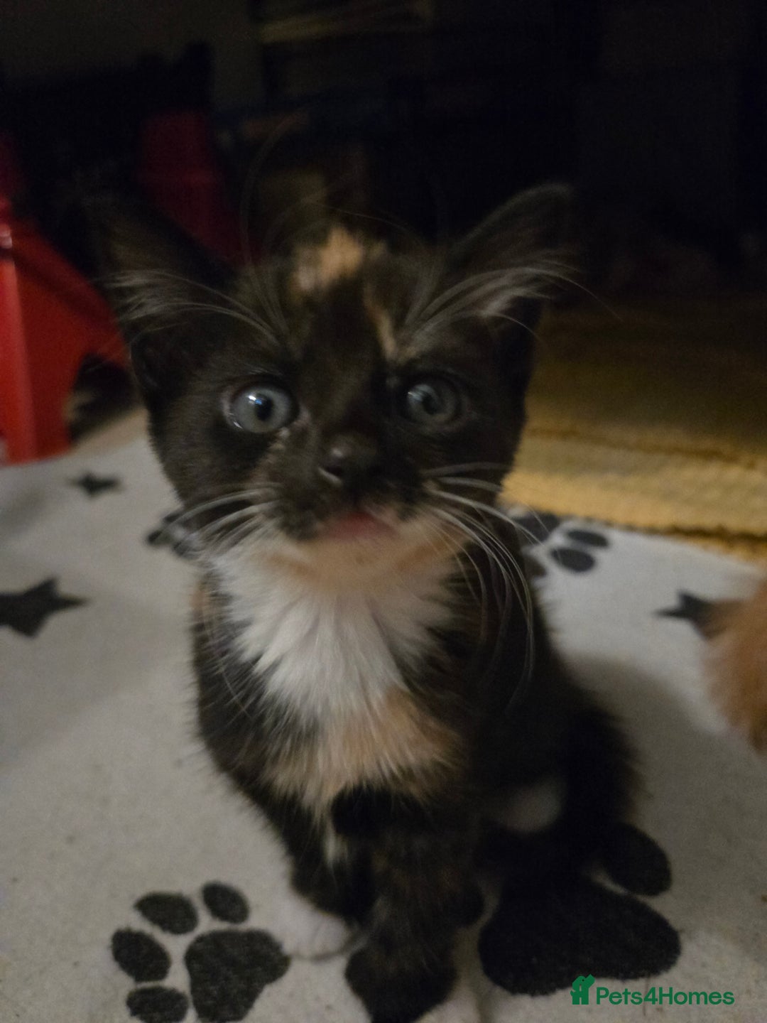 Mixed Breed cats for sale: 3 female kittens for sale £25 each - Image 4