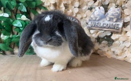 French Lop rabbits for sale: French lop babies - Image 8