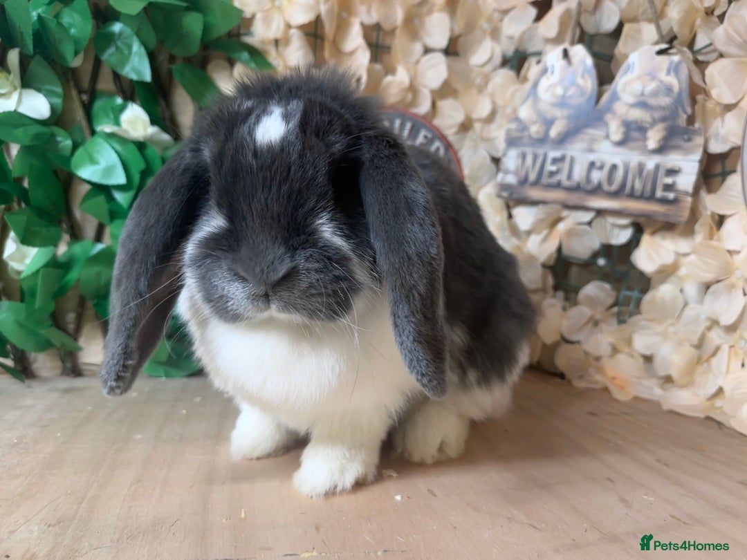 French Lop rabbits for sale: French lop babies - Image 8
