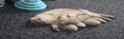 Ragdoll cats for sale: Last remaining ragdoll male  - Advert 5