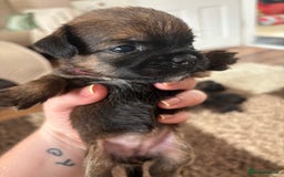 Border Terrier dogs for sale: Border terrier pups - Image 14