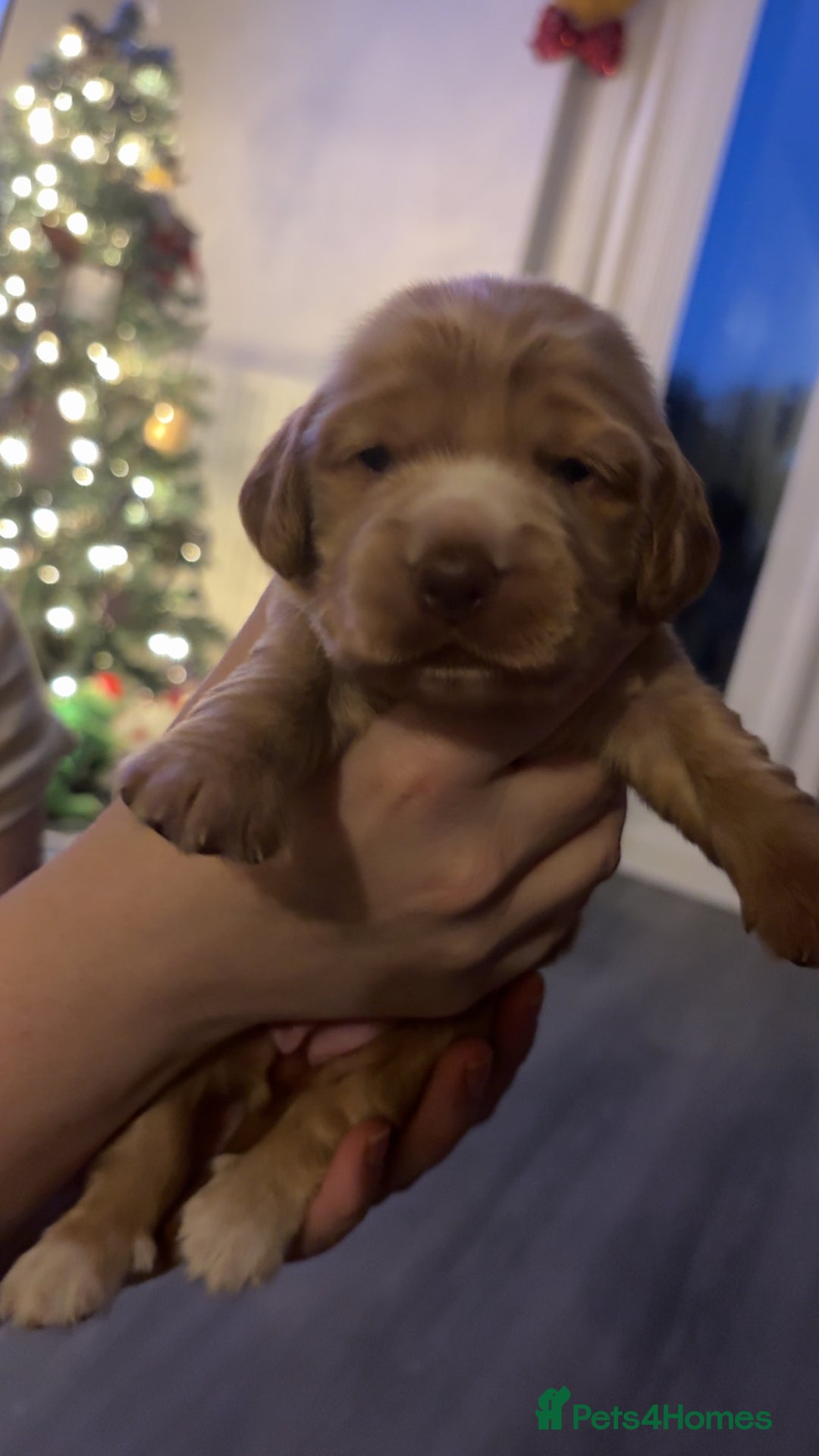 Cocker Spaniel dogs for sale: Show type cocker spaniel pups - Advert 24