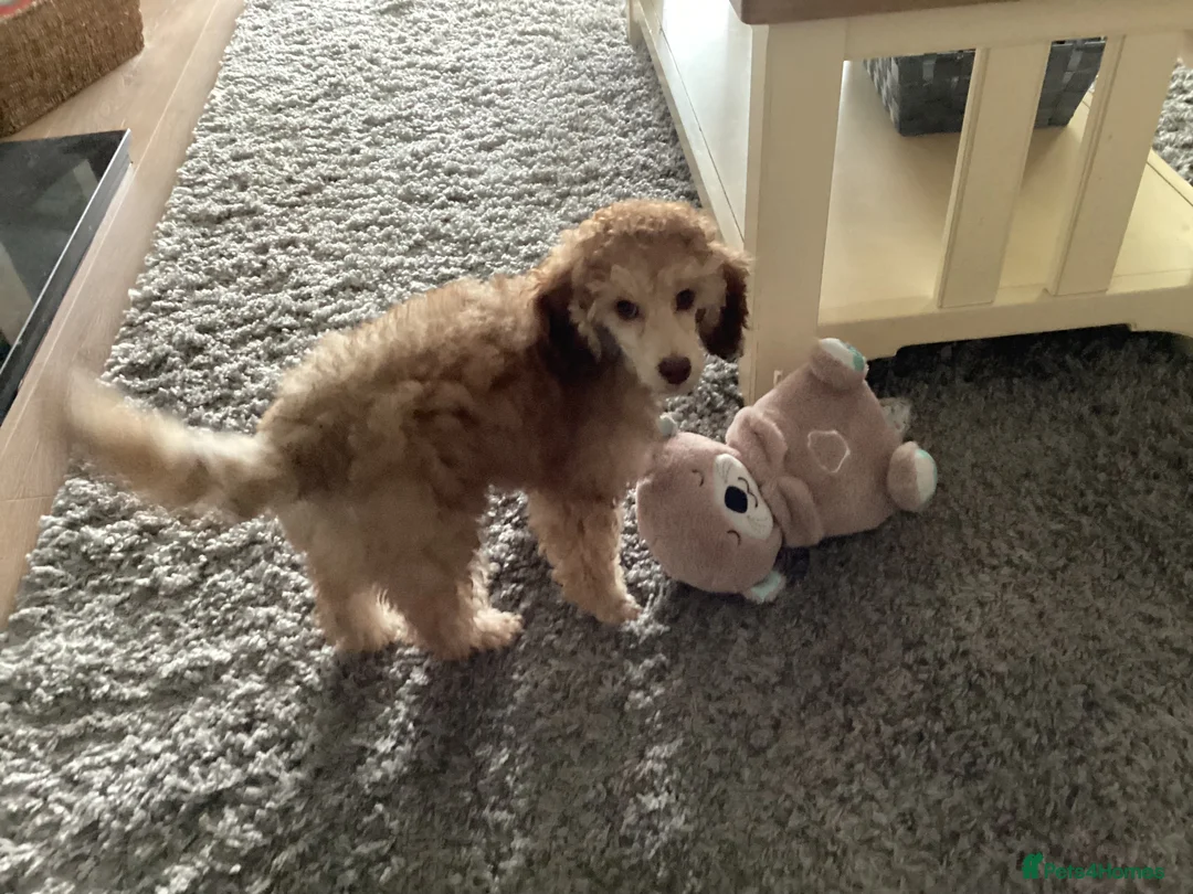 Toy Poodle dogs for sale: Toy Poodle  - Advert 2