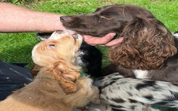 Cocker Spaniel dogs for sale: 3 beautiful working cocker spaniel puppies  - Image 9