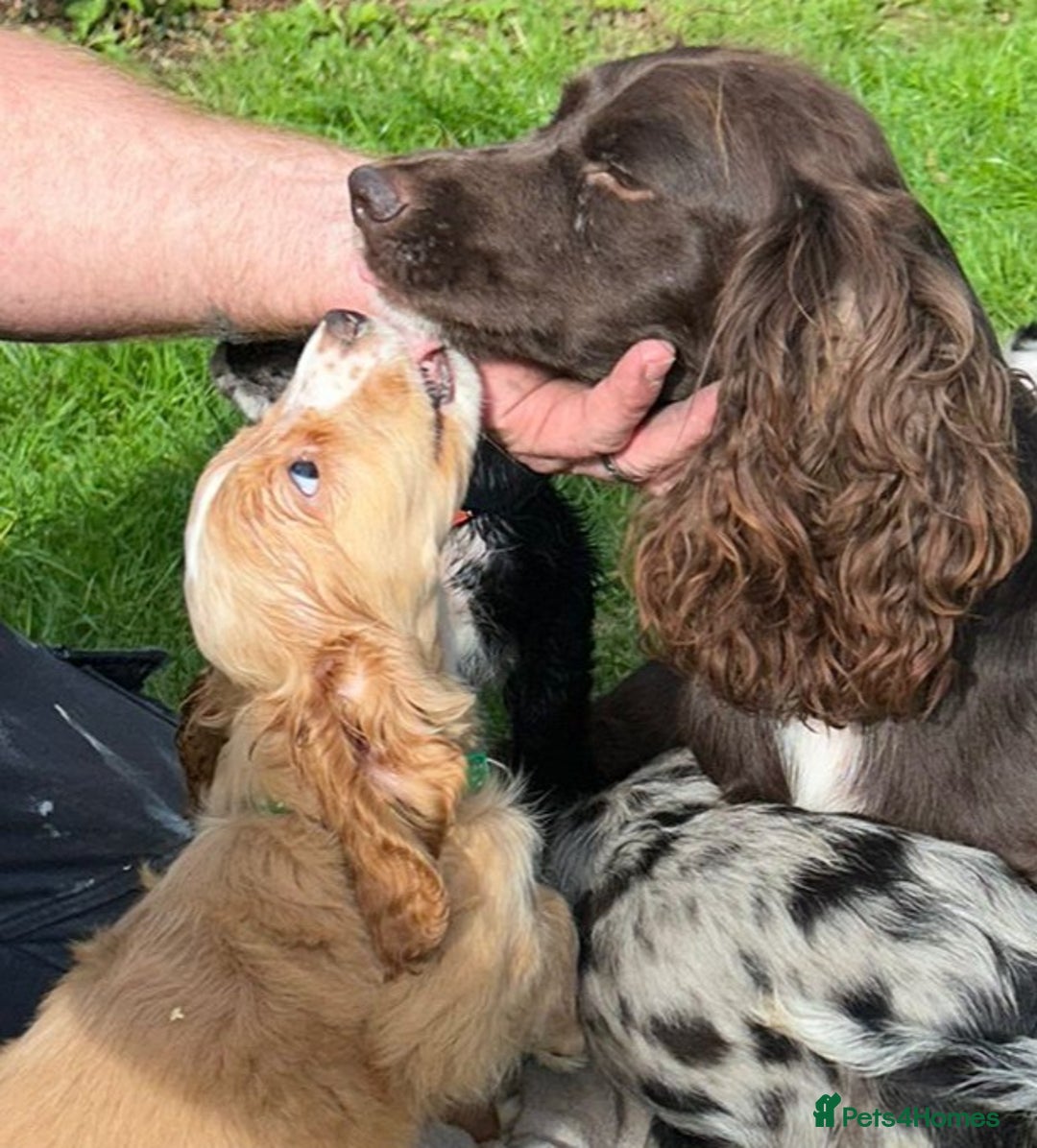 Cocker Spaniel dogs for sale: 3 beautiful working cocker spaniel puppies  - Image 9
