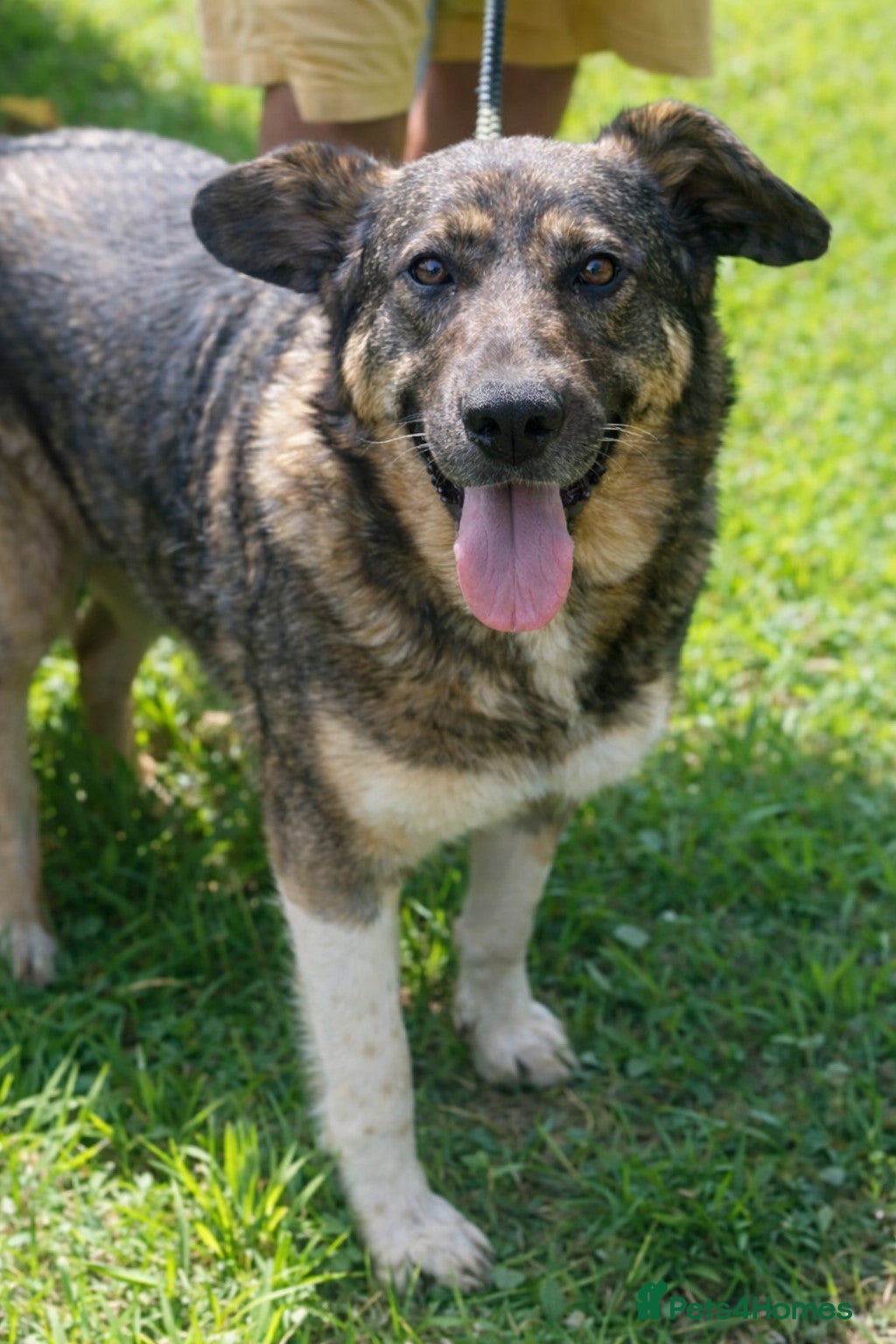 Mixed Breed dogs ♫ Josephine, She Sends You All Her Love 💕 - Advert 2