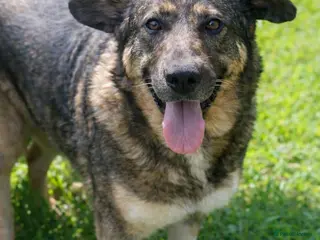 Mixed Breed dogs ♫ Josephine, She Sends You All Her Love 💕 - Advert 2