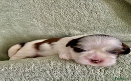 Shih Tzu dogs for sale: Adorable Imperial Shih Tzu Puppies - Image 9