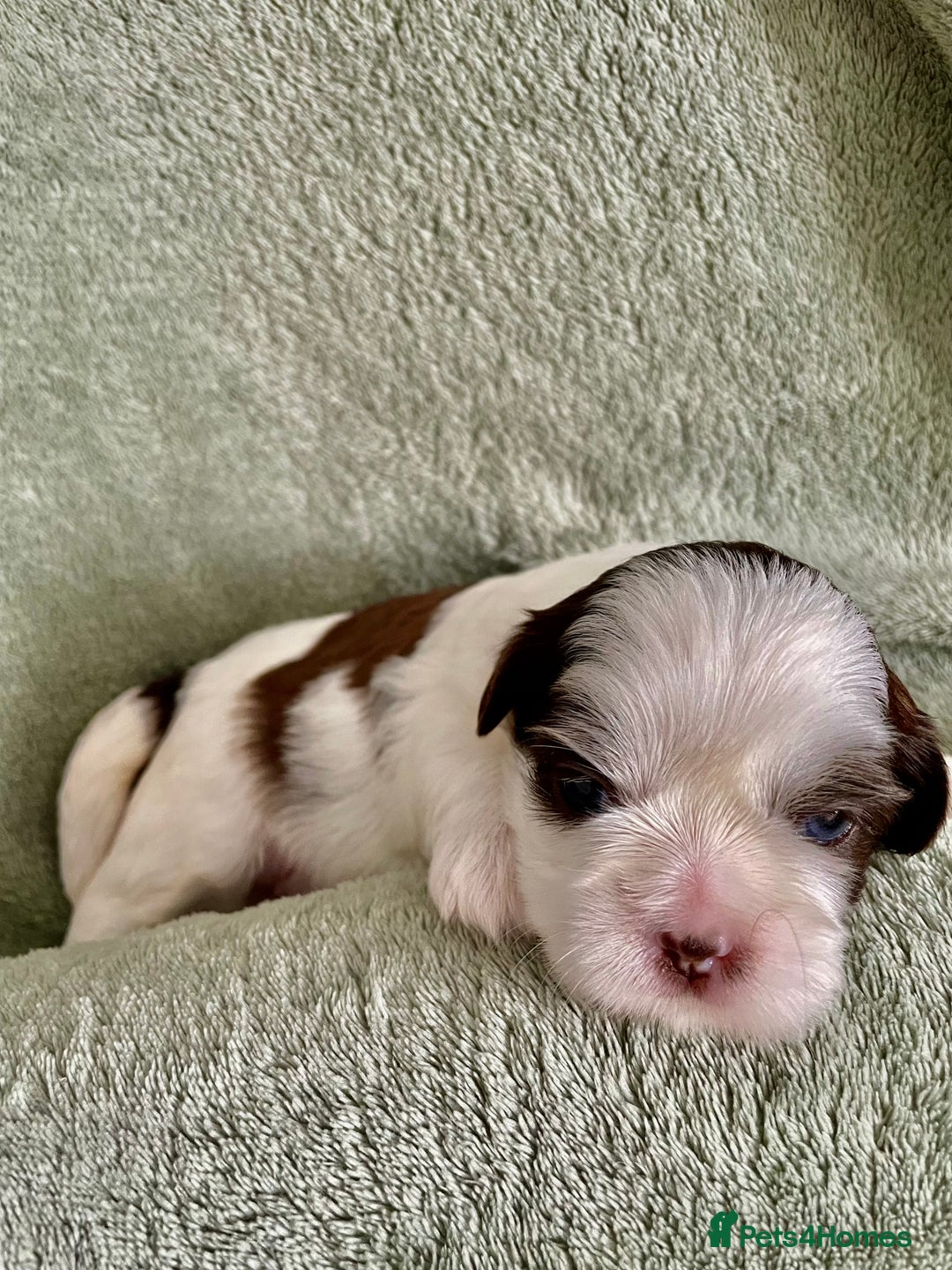 Shih Tzu dogs for sale: Adorable Imperial Shih Tzu Puppies - Image 9