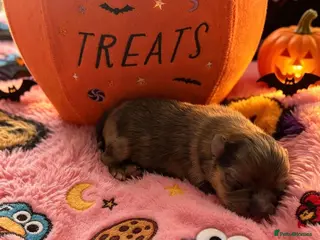 Pomeranian dogs ✨🐾2 Mini Pom’s + Pom Pups🏆🐶🐾✨ - Advert 5