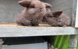Mini Lop rabbits for sale: Beautiful mini lops - Image 5