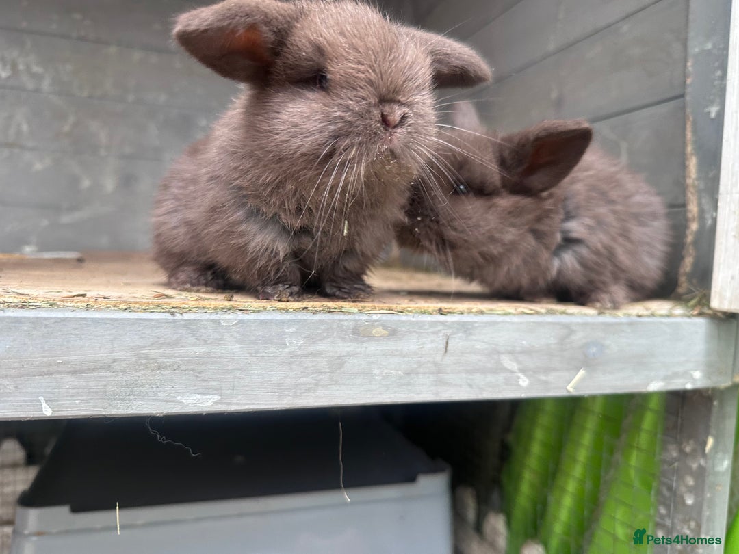 Mini Lop rabbits for sale: Beautiful mini lops - Image 5