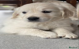 Golden Retriever dogs for sale: Golden retriever puppies for sale - Image 5