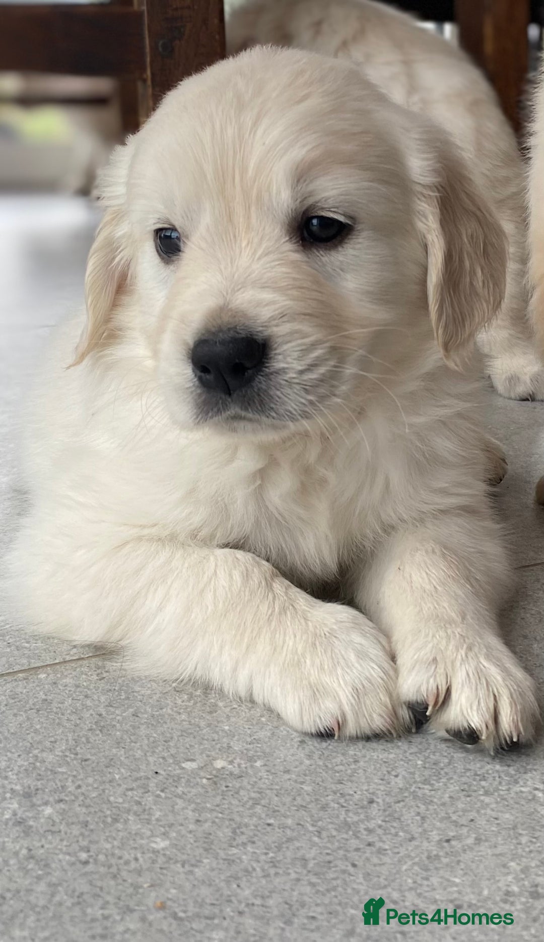 Golden Retriever dogs for sale: Golden retriever puppies for sale - Image 5