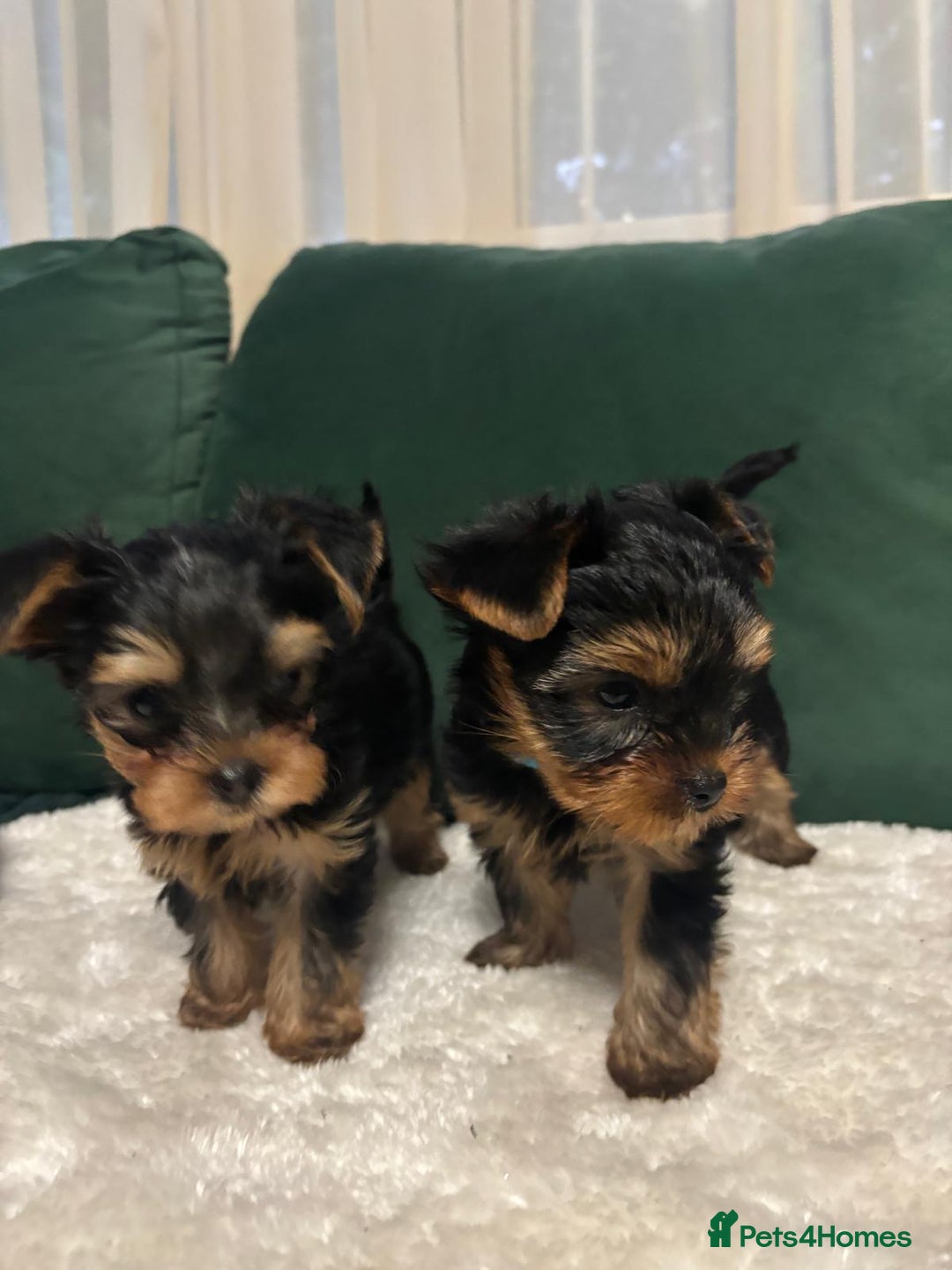 Yorkshire Terrier dogs for sale: ✨Four Adorable Yorkshire Terrier Puppies For Sale✨ - Advert 7