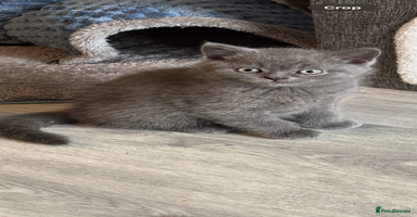 British Shorthair cats in Manchester - Advert 7