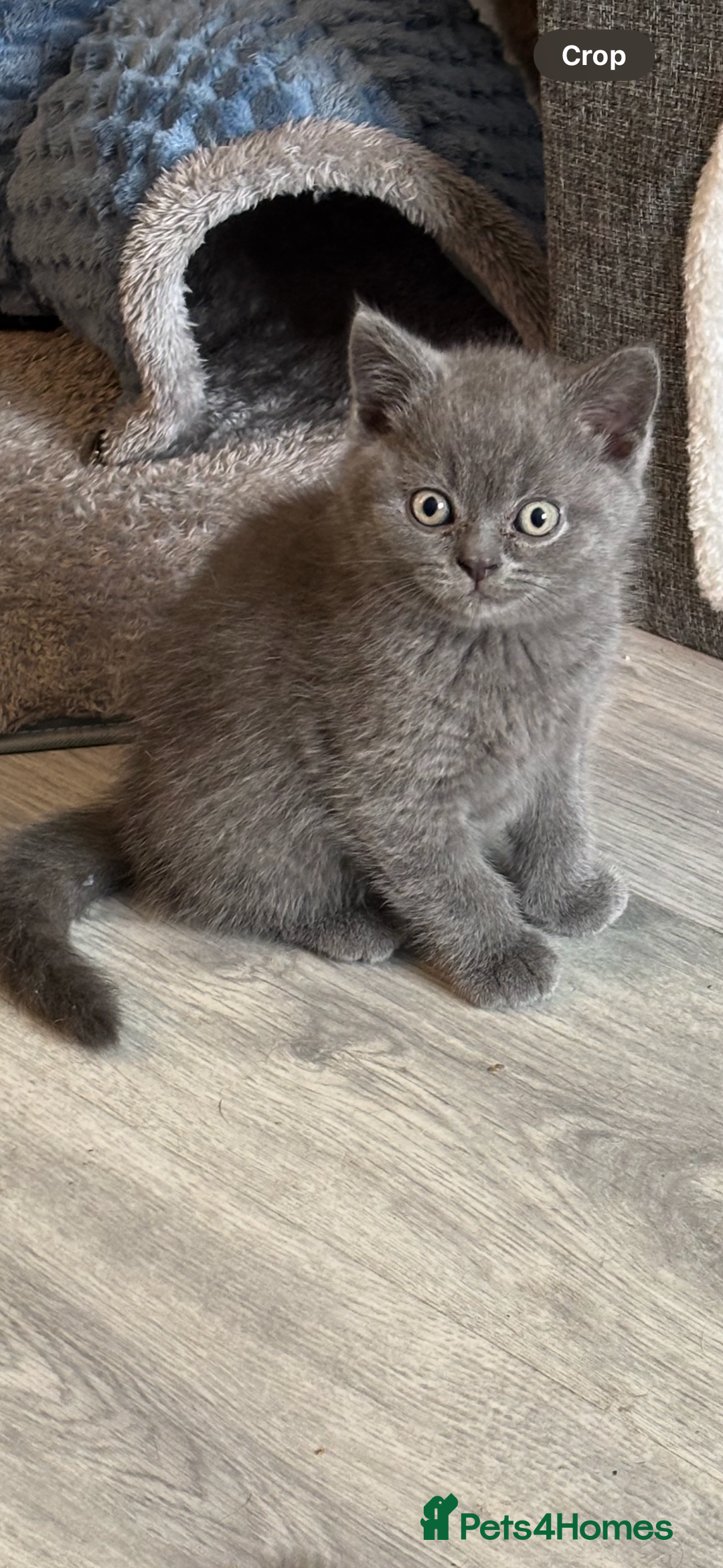 British Shorthair cats for sale: Active champion bloodline BSH kittens GCCF reg in Manchester - Image 2