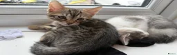 Mixed Breed cats for sale: Beautiful Bengal x Domestic Short Hair Kittens 🐾 - Advert 10