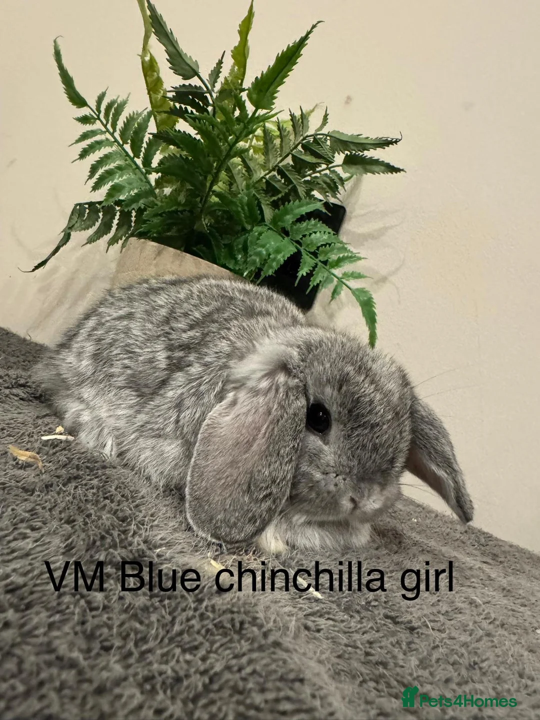 Mini Lop rabbits for sale: Stunning Mini Lops, Ready To Reserve - Advert 12