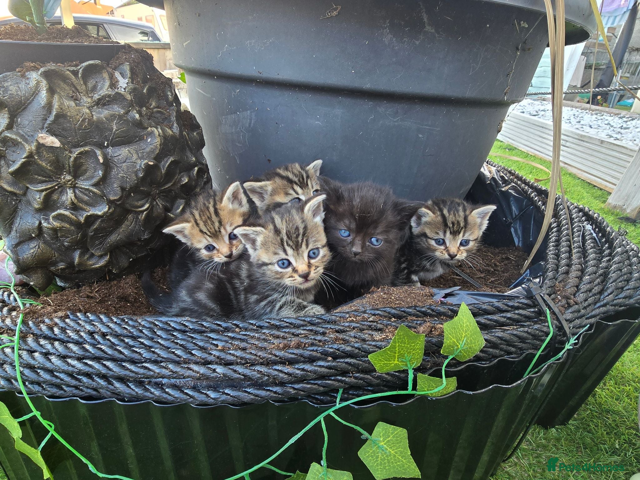 Mixed Breed cats 5 beautiful female kittems - Advert 1