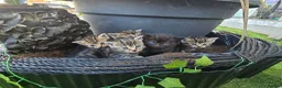 Mixed Breed cats for sale: 5 beautiful female kittems - Advert 1
