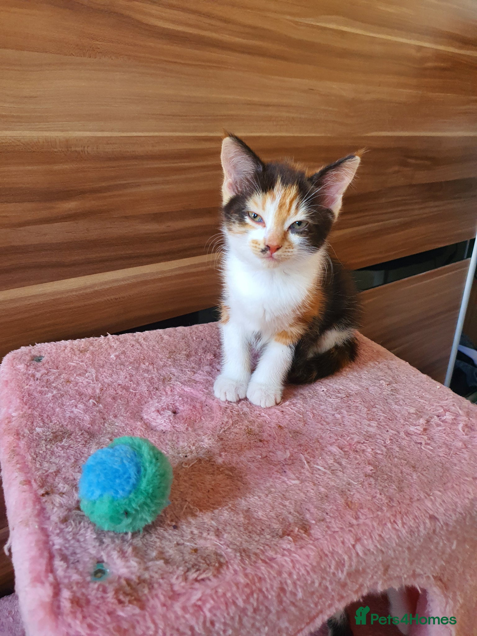 Mixed Breed cats for sale: Mikki - Advert 4