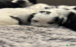 Cockapoo dogs for sale: F1 cockapoos beautiful litter 5 left* - Image 29