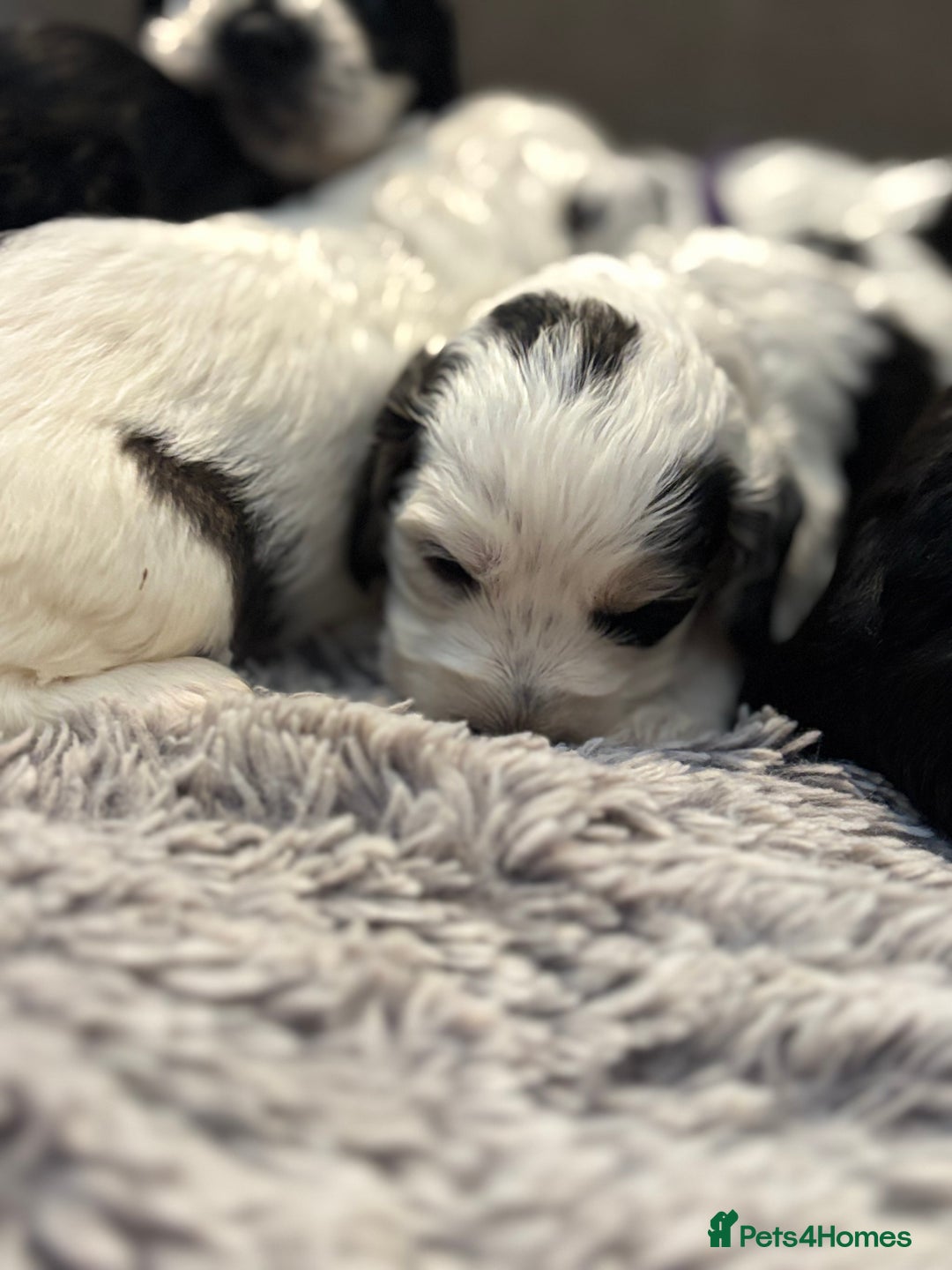 Cockapoo dogs for sale: F1 cockapoos beautiful litter 5 left* - Image 29